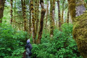 Exploring The Great Bear Rainforest
