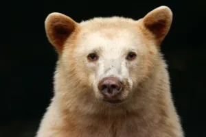 Spirit Bear portrait