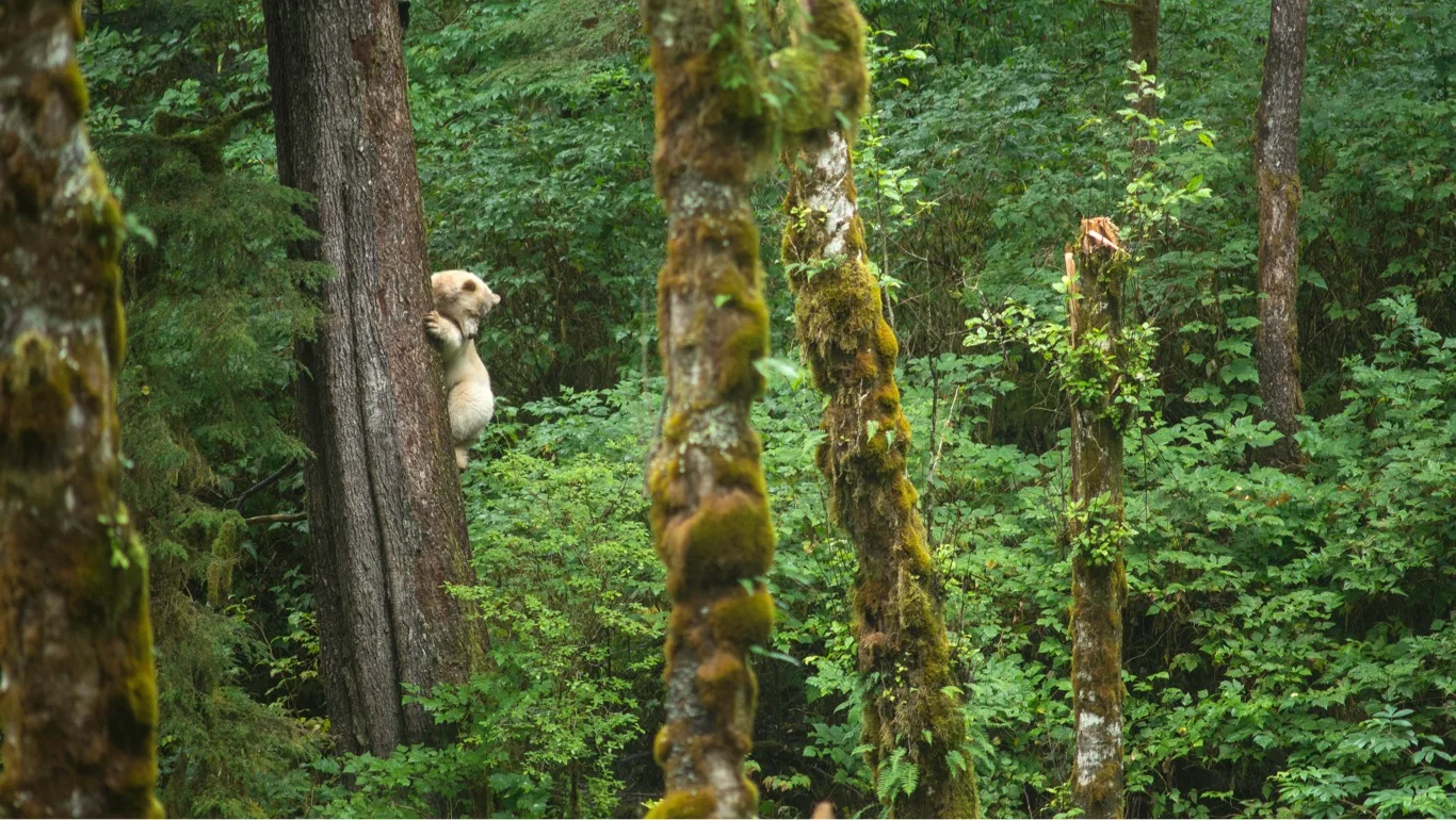 Spirit Bear Clings to a tree it has climbed in the Great Bear Rainforest