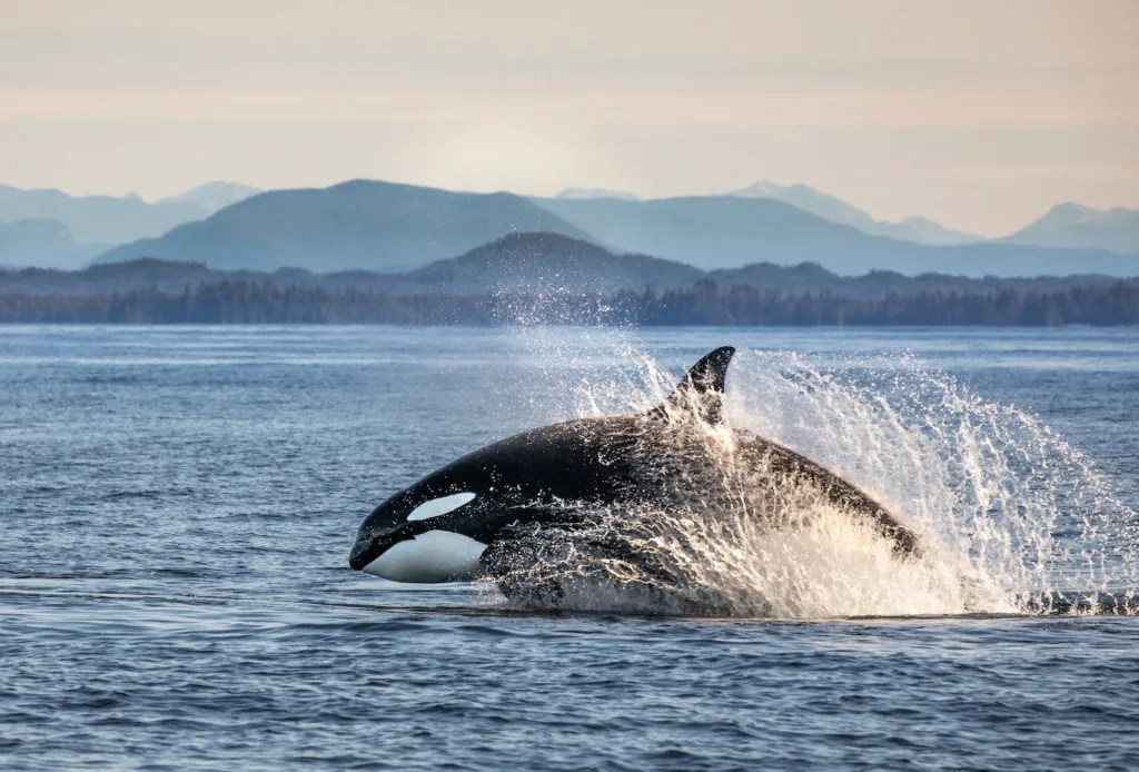 Orca jump out of the water