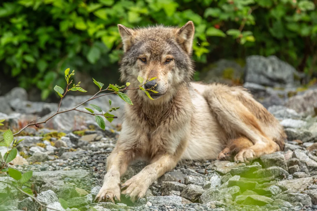 Coastal wolf lays down on rocks