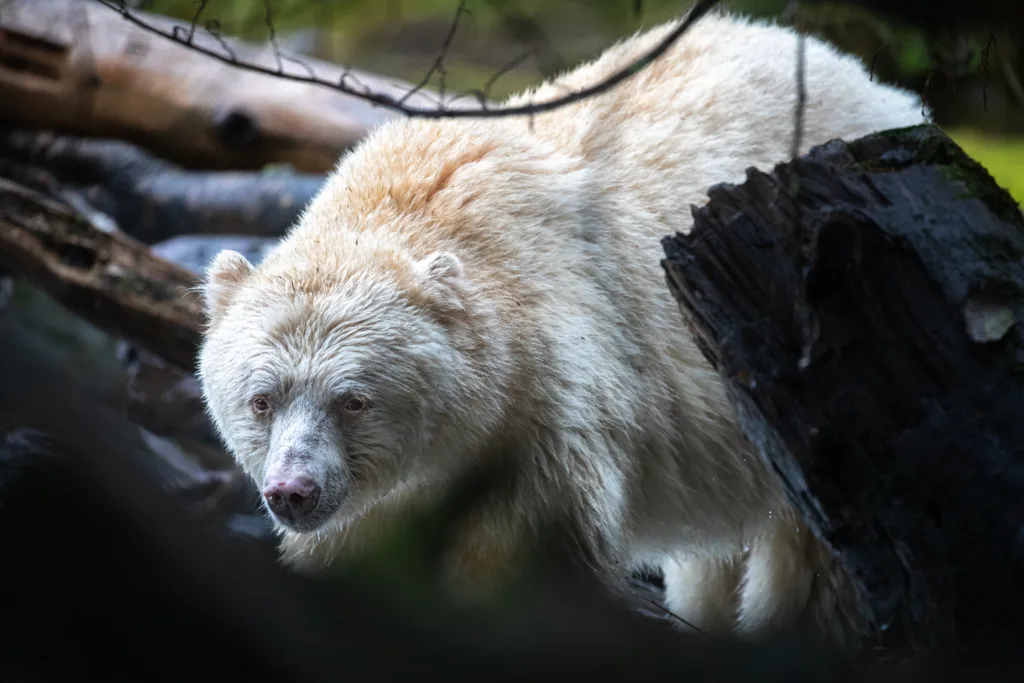 Spirit Bear in the forest